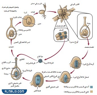 مطوية احياء اول ثانوي جاهزة للطباعة