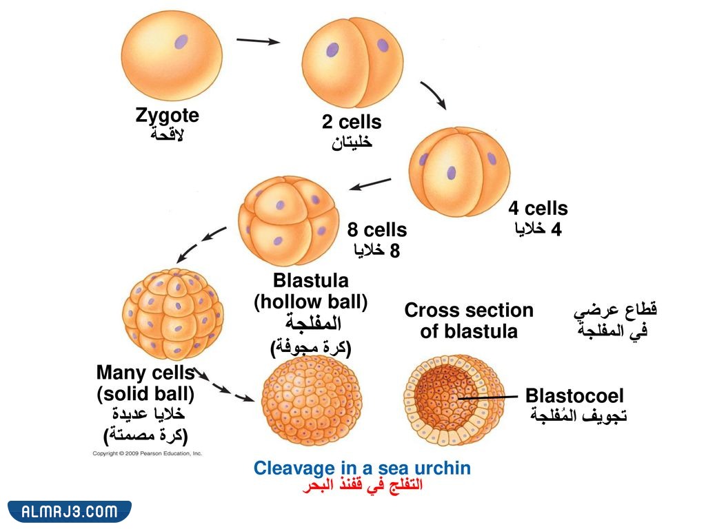 مطوية احياء اول ثانوي جاهزة للطباعة