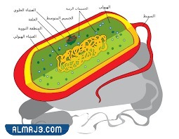 مطوية احياء اول ثانوي جاهزة للطباعة