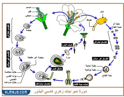 مطوية احياء اول ثانوي جاهزة للطباعة