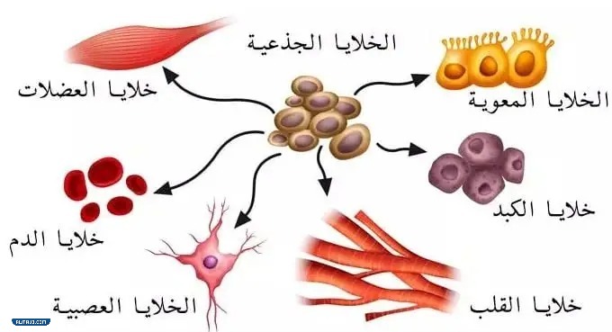 مطوية احياء اول ثانوي جاهزة للطباعة (5)