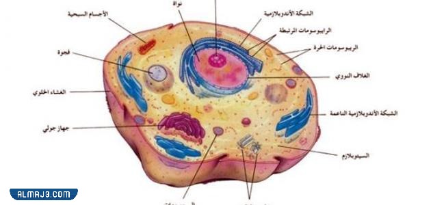 مطوية احياء اول ثانوي جاهزة للطباعة (5)