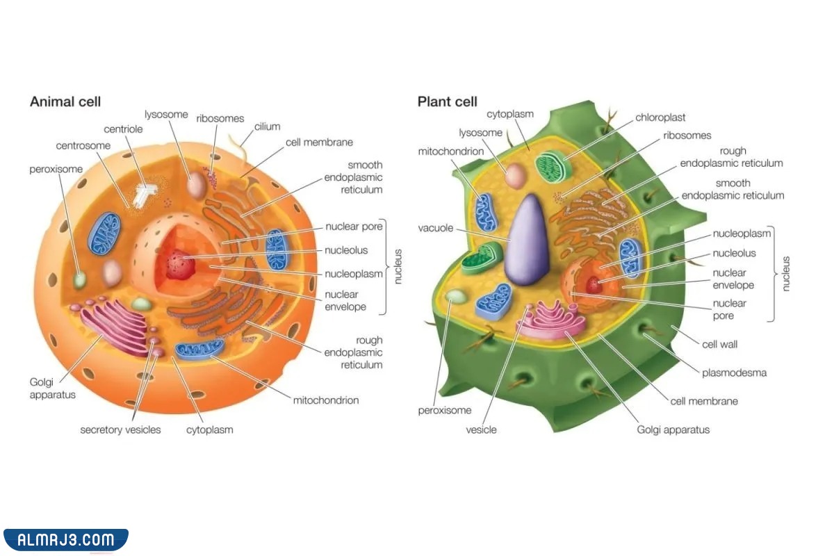 مطوية احياء اول ثانوي جاهزة للطباعة