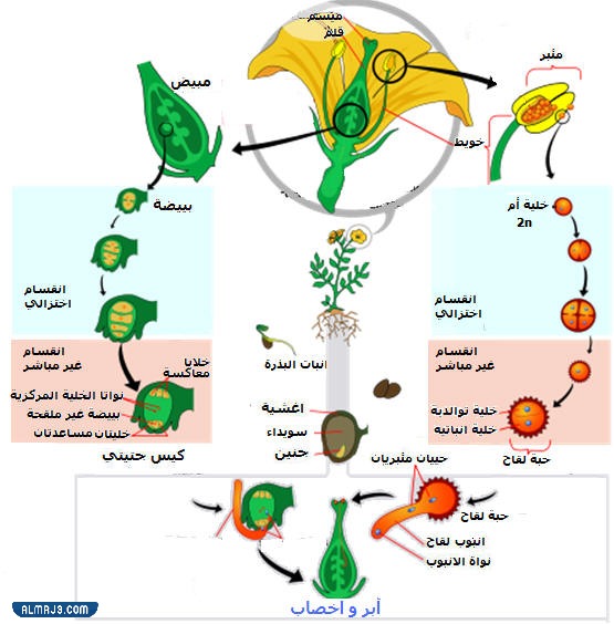 مطوية احياء اول ثانوي جاهزة للطباعة