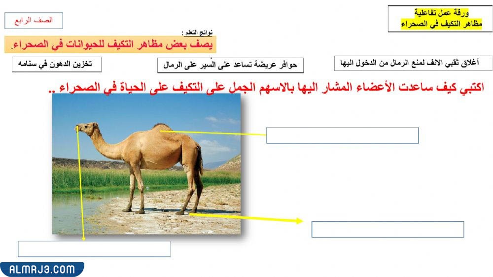 مطوية التكيف ثالث ابتدائي 