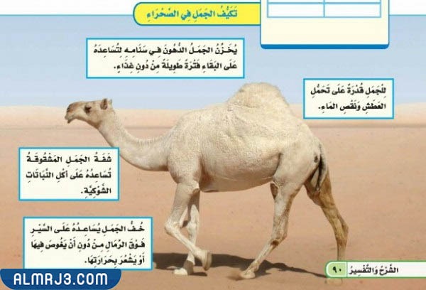 مطوية التكيف ثالث ابتدائي جاهزة للطباعة