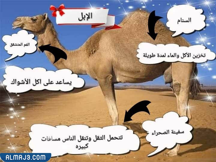 مطوية التكيف ثالث ابتدائي جاهزة للطباعة