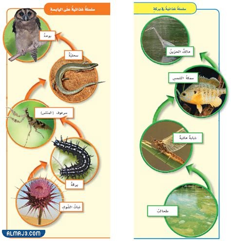 مطوية الشبكة الغذائية جاهزة للطباعة