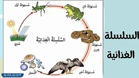 مطوية الشبكة الغذائية جاهزة للطباعة