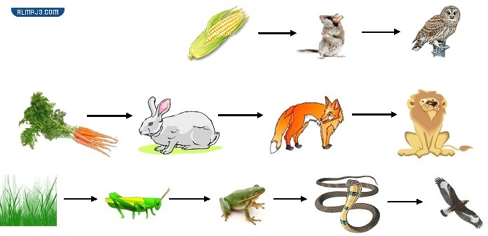 مطوية الشبكة الغذائية جاهزة للطباعة