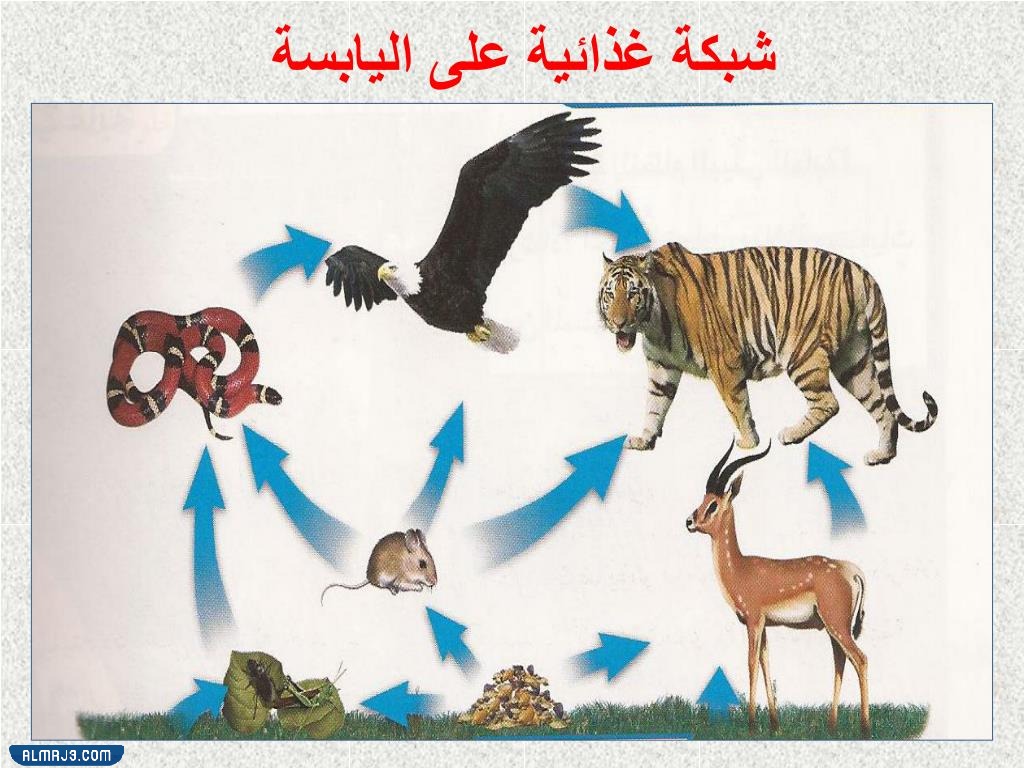 مطوية الشبكة الغذائية جاهزة للطباعة