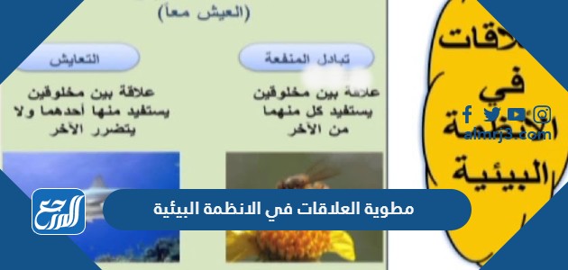 مطوية العلاقات في الانظمة البيئية