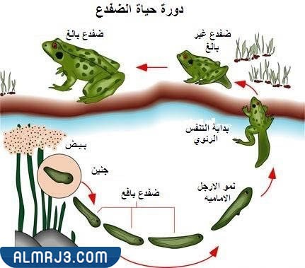 مطوية العلوم دورة حياة الحيوانات