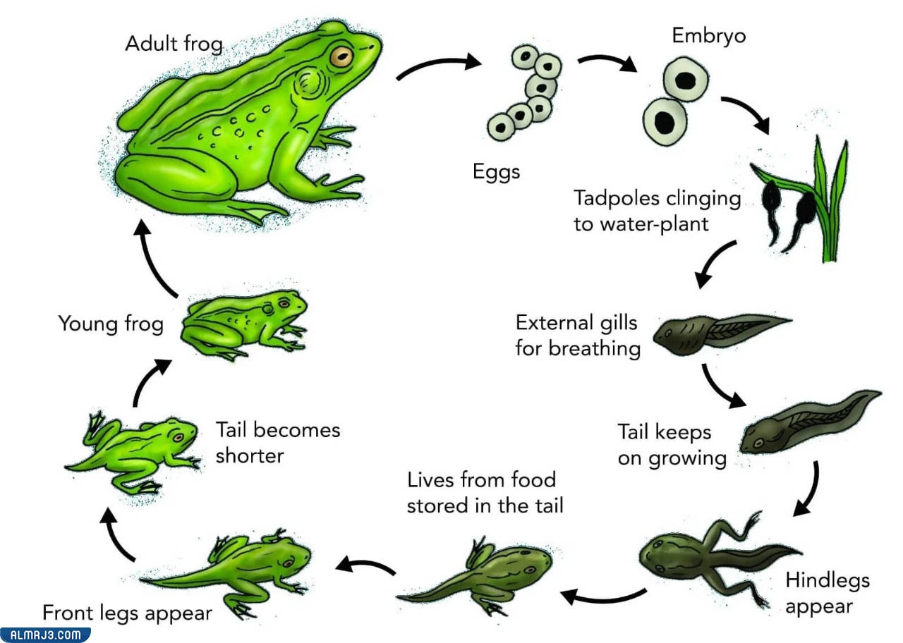 مطوية العلوم دورة حياة الحيوانات