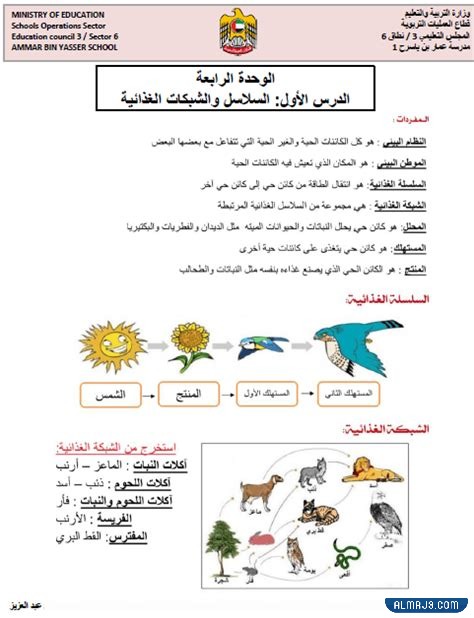 مطوية سلسلة غذائية ثالث ابتدائي