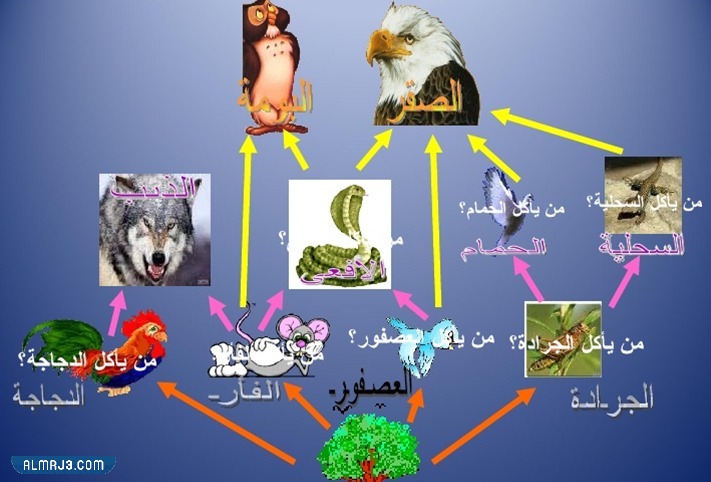 مطوية سلسلة غذائية ثالث ابتدائي