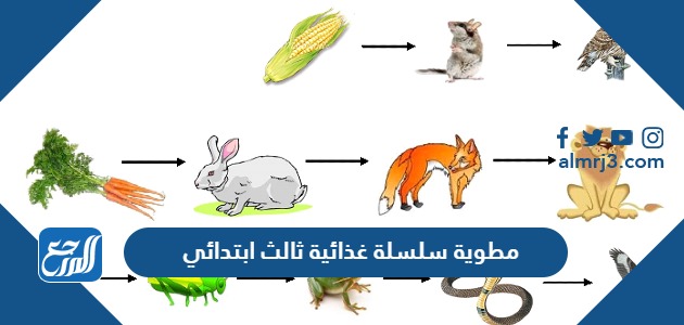 مطوية سلسلة غذائية ثالث ابتدائي