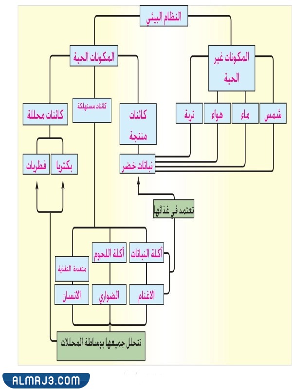 مطوية علوم ثالث ابتدائي النظام البيئي