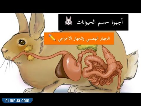 مطوية عن اجهزة اجسام الحيوانات