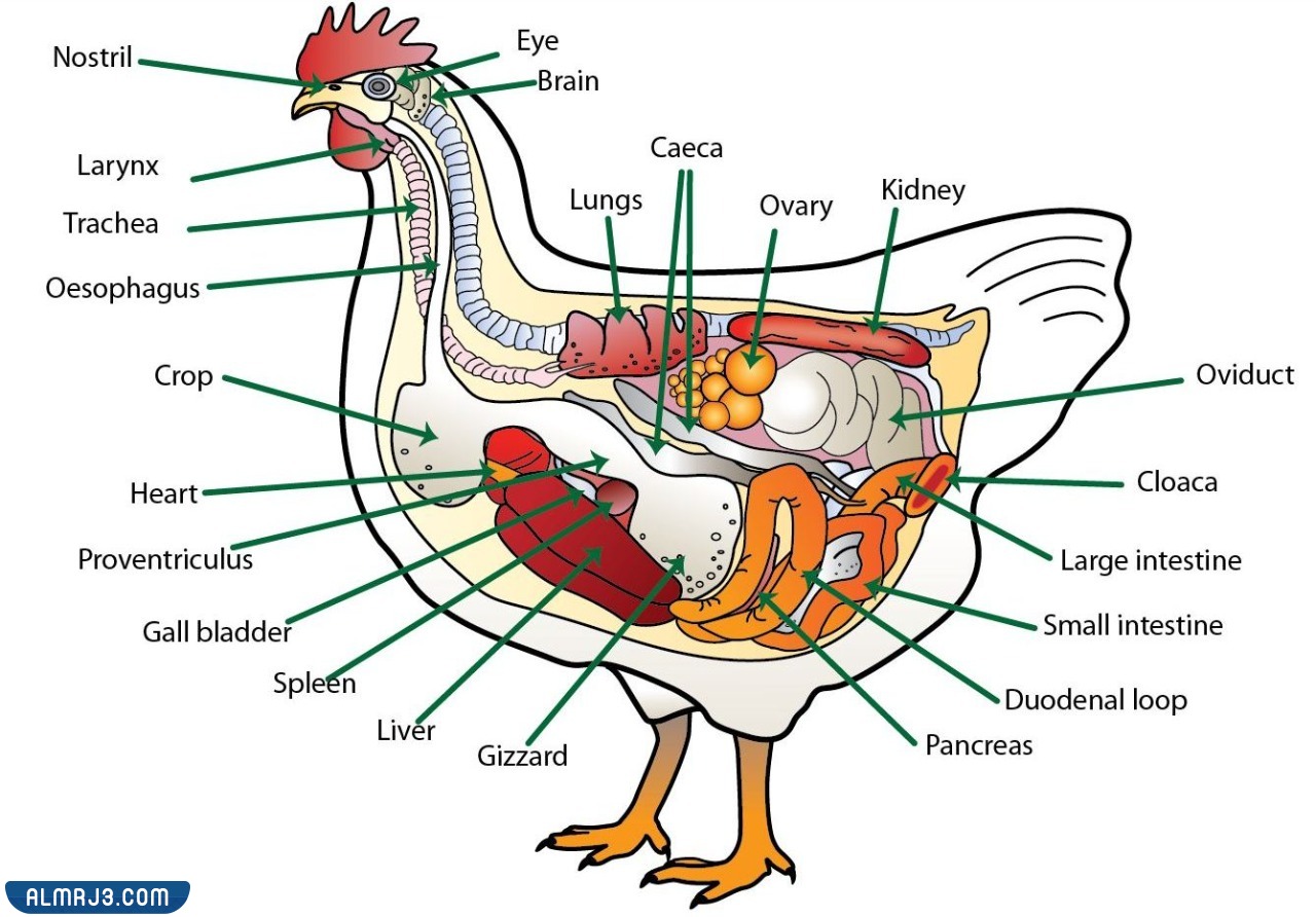 مطوية عن اجهزة اجسام الحيوانات