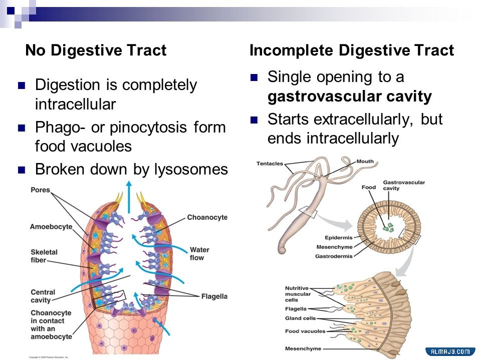 مطوية عن اجهزة اجسام الحيوانات