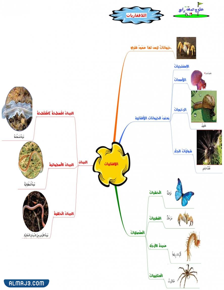 مطوية عن اجهزة اجسام الحيوانات جاهزة للطباعة