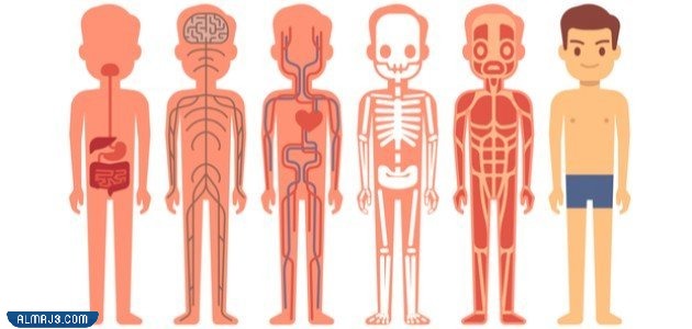 مطوية عن اجهزة اجسام الحيوانات جاهزة للطباعة