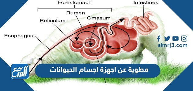 مطوية عن اجهزة اجسام الحيوانات