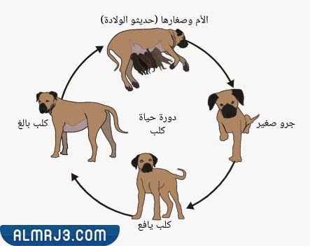 مطوية عن دورة حياة الحيوانات