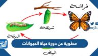 مطوية عن دورة حياة الحيوانات