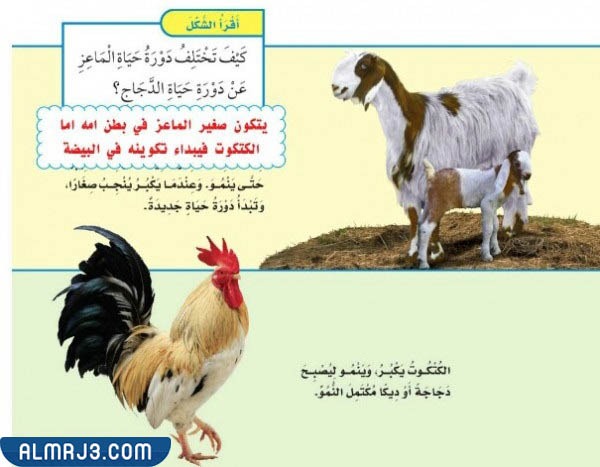 مطوية عن دورة حياة الحيوانات