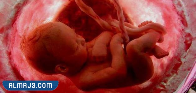 نصائح لنجاح عملية تحديد نوع الجنين 