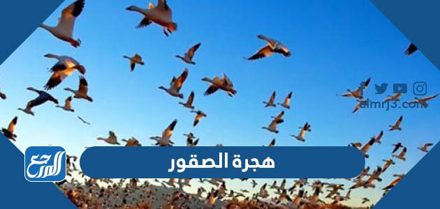 هجرة الصقور