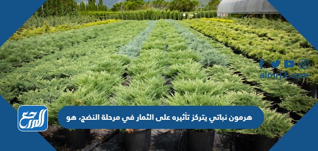 هرمون نباتي يتركز تأثيره على الثمار في مرحلة النضج، هو