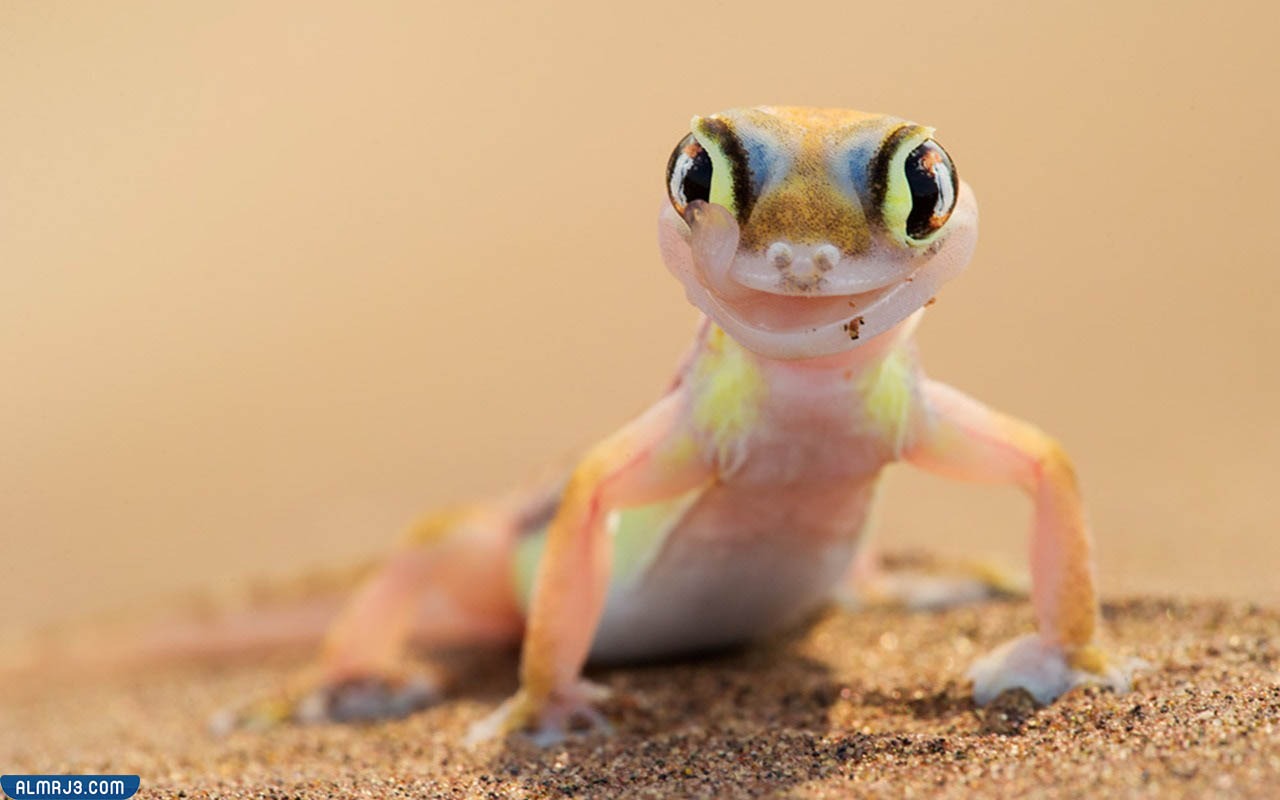 هروب الوزغ في المنام للمتزوجه