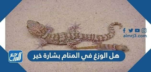 هل الوزغ في المنام بشارة خير