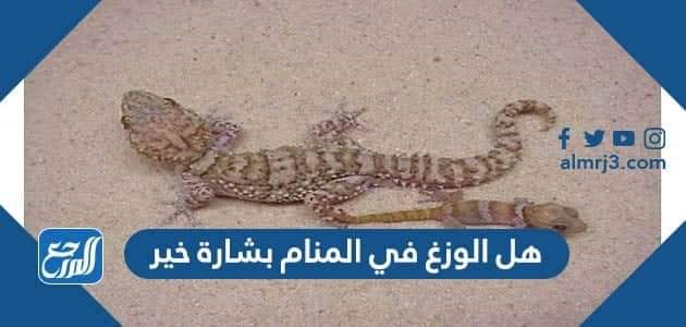 هل الوزغ في المنام بشارة خير