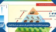 يوضح هرم الطاقة كمية الطاقة في كل مستوى من شبكة الغذاء يوضح هرم الطاقة كمية الطاقة في كل مستوى من شبكة الغذاء