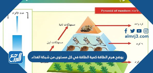 يوضح هرم الطاقة كمية الطاقة في كل مستوى من شبكة الغذاء