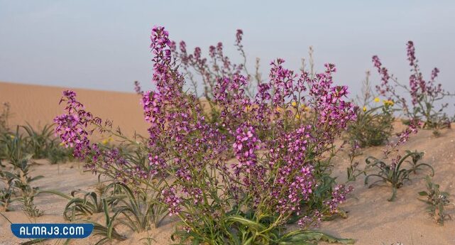أسماء وأشكال النباتات الصحراوية في الكويت
