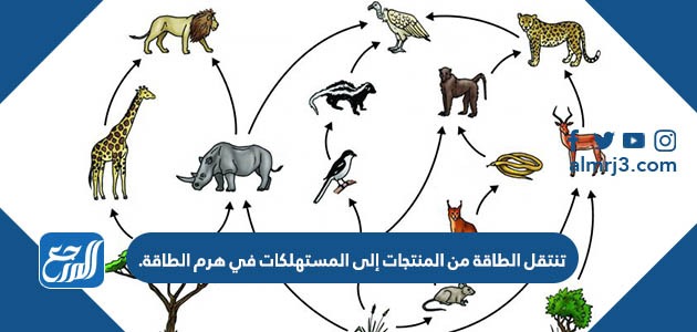 تنتقل الطاقة من المنتجات إلى المستهلكات في هرم الطاقة.