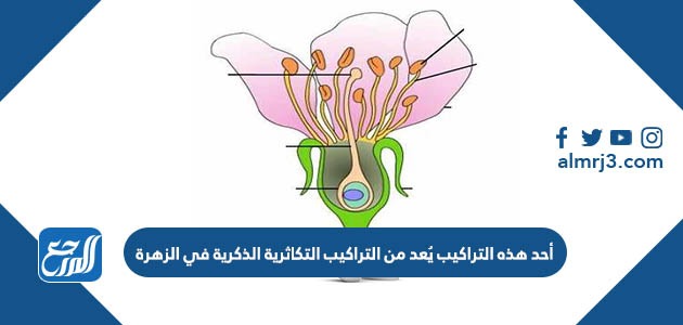 أحد هذه التراكيب يُعد من التراكيب التكاثرية الذكرية في الزهرة