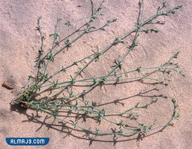 أسماء وأشكال النباتات الصحراوية في الكويت