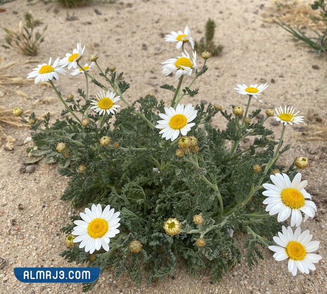 أسماء وأشكال النباتات الصحراوية في الكويت