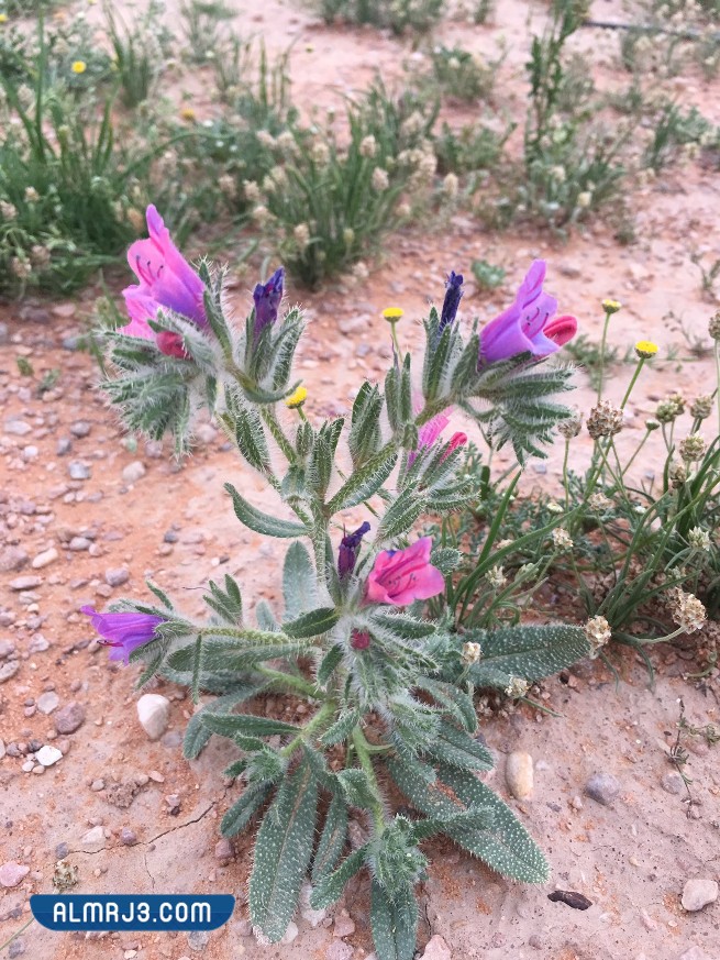 أسماء وأشكال النباتات الصحراوية في الكويت