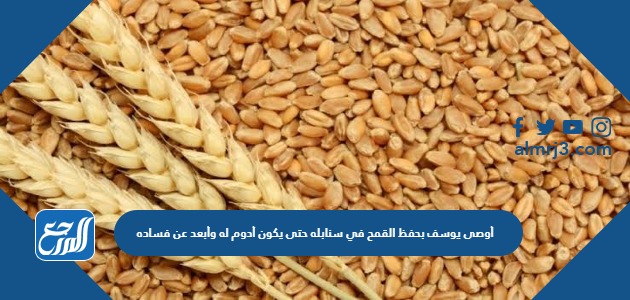 أوصى يوسف بحفظ القمح في سنابله حتى يكون أدوم له وأبعد عن فساده