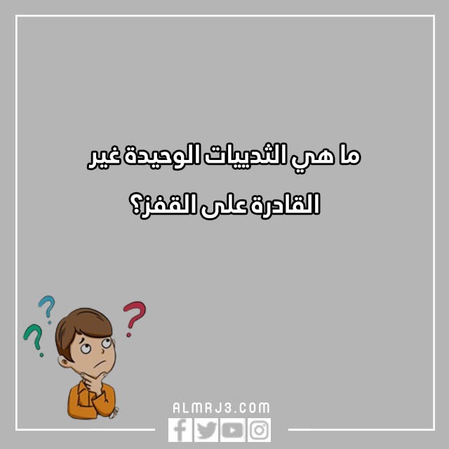 اسئلة مسابقات للكبار