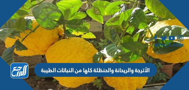 الأترجة والريحانة والحنظلة كلها من النباتات الطيبة