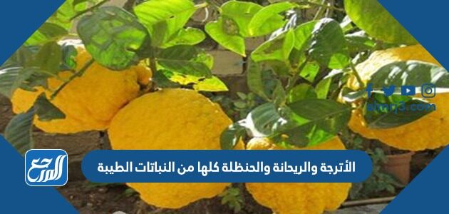 الأترجة والريحانة والحنظلة كلها من النباتات الطيبة