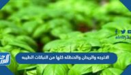 الاترجه والريحان والحنظله كلها من النباتات الطيبه